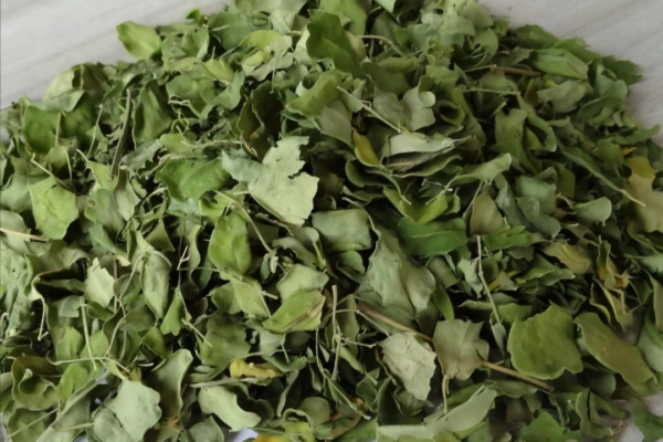 Brewvive Moringa Tea – Pure Herbal Green Superleaf for Daily Wellness - Image 2